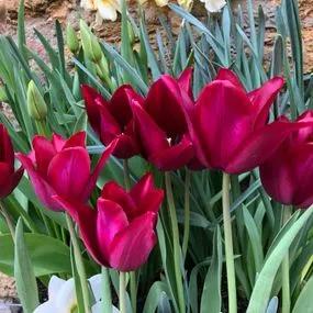 Merlot Tulip (Tulipa Merlot) Img 5